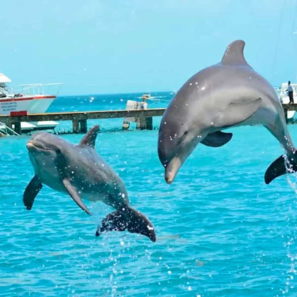 Nado con Delfines 🔥 ISLA MUJERES Infantes Gratis - Imagen 10